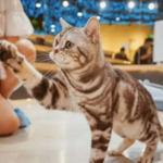 猫咪博物馆(淮安区店)