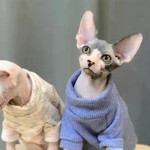 猫咪博物馆（青羊万达店）