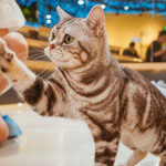 猫咪博物馆(泉舜购物中心店)