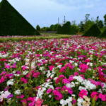 绿点花花世界