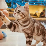 猫咪博物馆(魏家庄万达店)