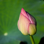 金波荷花基地