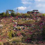 上坪桃花山