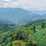 金刚碧绿茶文化园