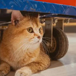猫咪博物馆(弘阳广场店)
