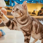 猫咪博物馆(威海万达店)
