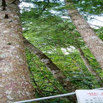 广西银杉公园