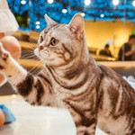猫咪博物馆(临桂吾悦广场店)