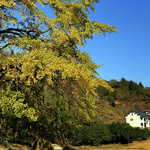 杨家村