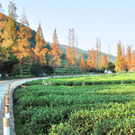 梅家坞茶文化村