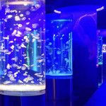 蔚蓝星海洋动物王国(西宁城东吾悦店)