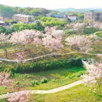 儋州蓝洋樱花乐园