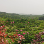 龙门花海景区