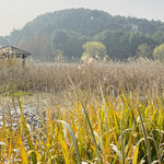 紫龙湖湿地公园