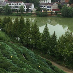乌云山茶叶公园