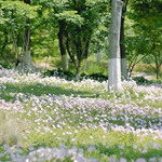 粉黛花田