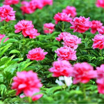 芍药谷