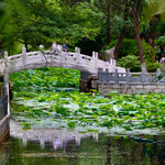 西沽公园
