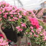 花木世界