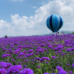 锦绣田园·高坡花海