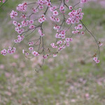 桃花故里