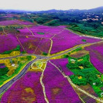 缤纷四季花海