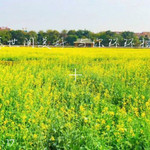 桥头油菜花