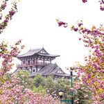 青白江樱花节