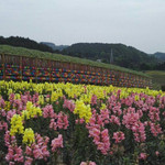 茶乡花海