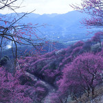 新建村梅林