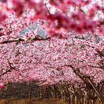桃花山庄