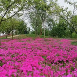 芳菲山谷