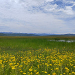 龙日坝大草原