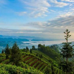 牛碾坪万亩观光茶园