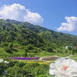 伊犁植物园