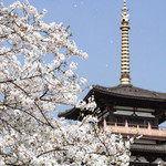 钟埭樱花公园