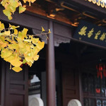 银杏古梅园