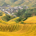 金佛顶