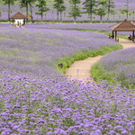 忻城薰衣草庄园