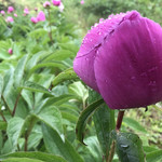 芍药溪谷