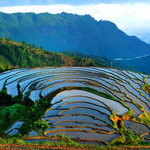 溆浦山背花瑶梯田景区