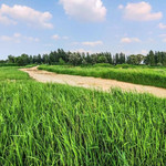 黄河森林公园