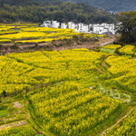 思溪延村赏油菜花海