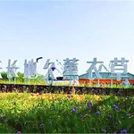 中国函谷关天长地久薰衣草庄园
