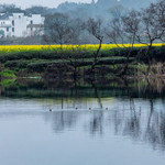 李坑赏油菜花海