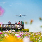 空港花田