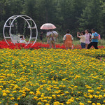中兴村花海游乐园