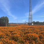 武乡蟠龙郭家垴菊花文化节
