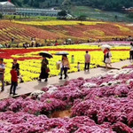 芮城斜口菊花园