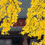 南京毗卢寺